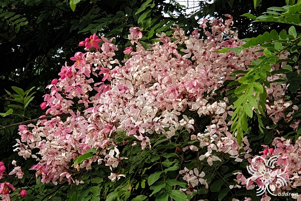 กัลปพฤกษ์ Cassia bakeriana Craib