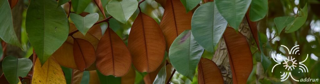 สตาร์แอปเปิ้ล Chrysophyllum cainito L.