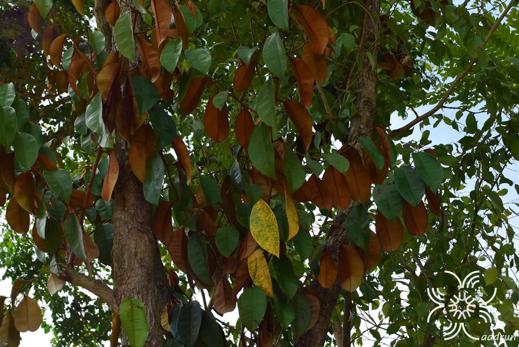 สตาร์แอปเปิ้ล Chrysophyllum cainito L.