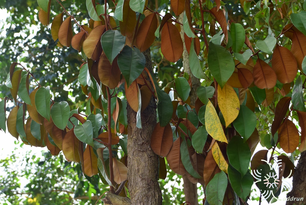 สตาร์แอปเปิ้ล Chrysophyllum cainito L.