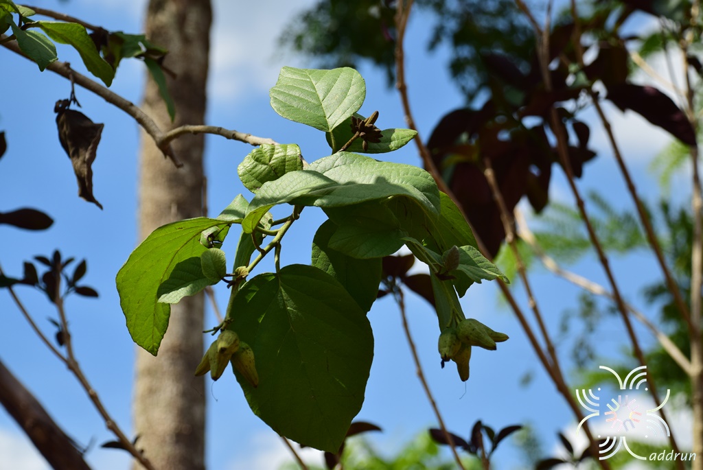 คอร์เดีย Cordia sebestena L.