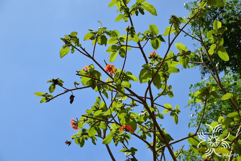 คอร์เดีย Cordia sebestena L.
