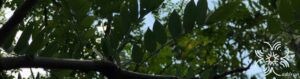 กระพี้จั่น Millettia brandisiana Kurz