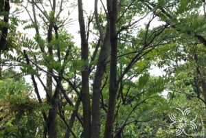 กระพี้จั่น Millettia brandisiana Kurz