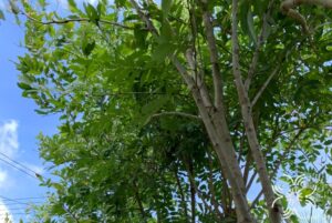 กระพี้จั่น Millettia brandisiana Kurz