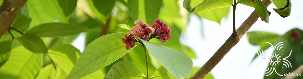 โมกใหญ่ (โมกหลวงสีชมพู) Holarrhena pubescens Wall. ex G.Don