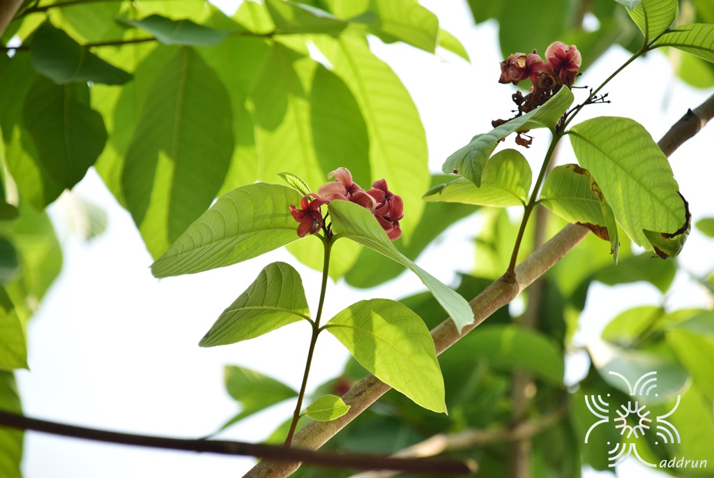 โมกใหญ่ (โมกหลวงสีชมพู) Holarrhena pubescens Wall. ex G.Don