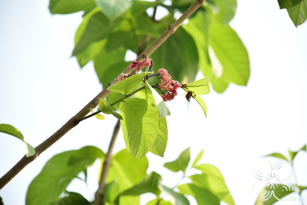 โมกใหญ่ (โมกหลวงสีชมพู) Holarrhena pubescens Wall. ex G.Don