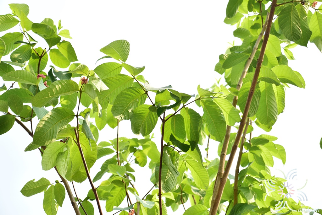 โมกใหญ่ (โมกหลวงสีชมพู) Holarrhena pubescens Wall. ex G.Don