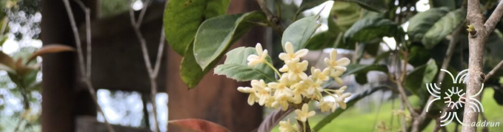 หอมหมื่นลี้ Osmanthus fragrans Lour.