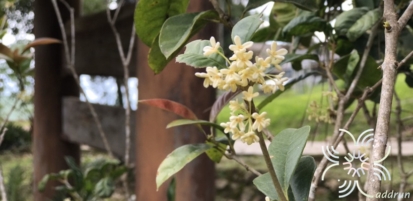 หอมหมื่นลี้ Osmanthus fragrans Lour.