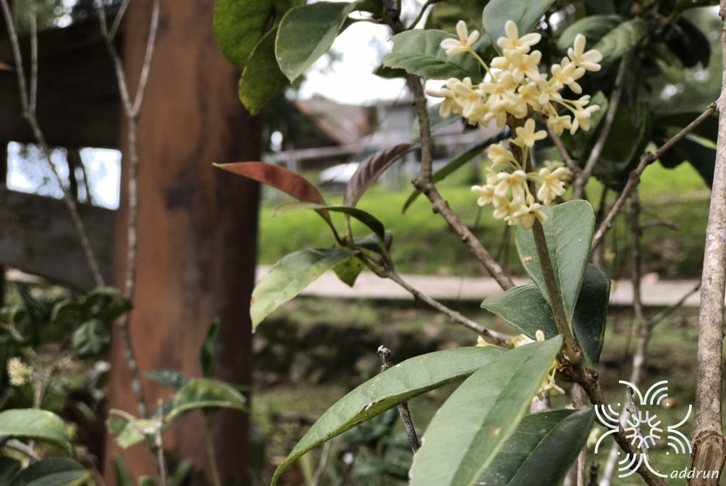 หอมหมื่นลี้ Osmanthus fragrans Lour.