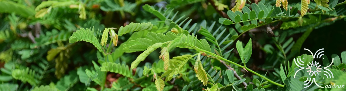 มะขาม Tamarindus indica L.