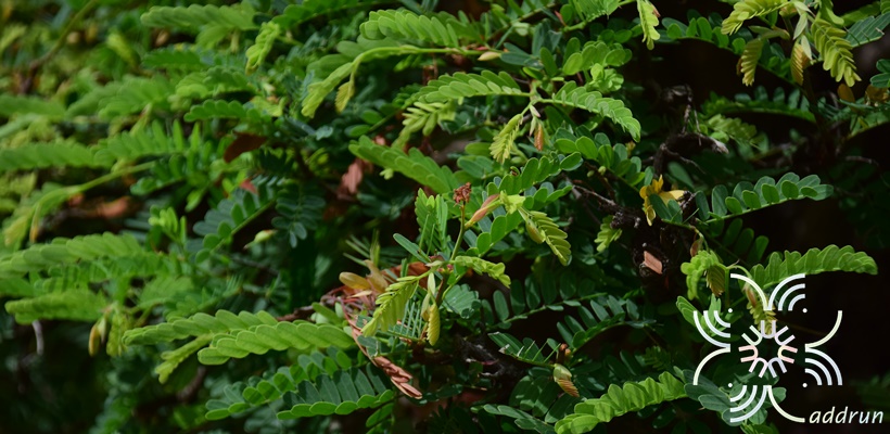 มะขาม Tamarindus indica L.