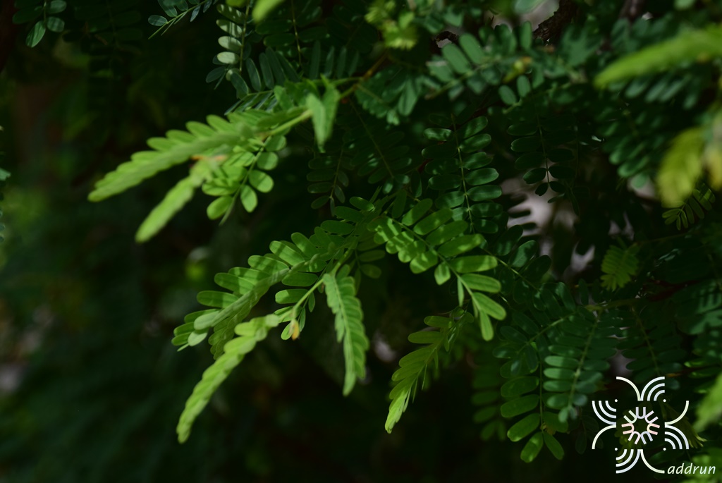 มะขาม Tamarindus indica L.