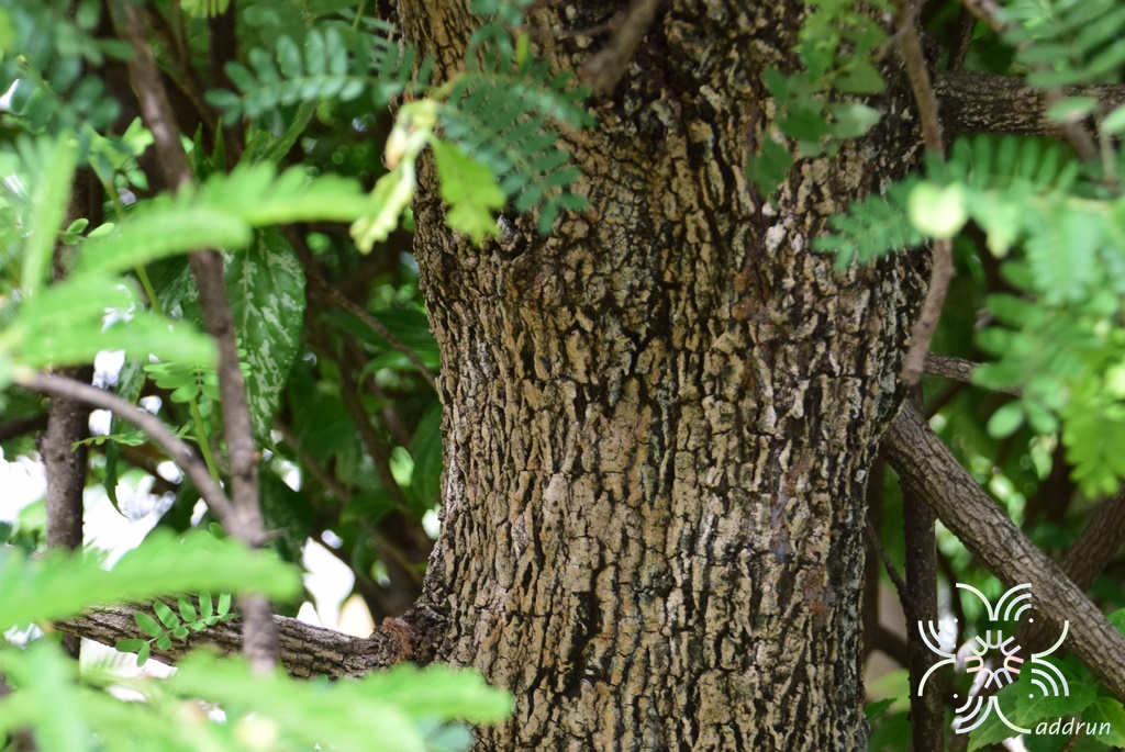 มะขาม Tamarindus indica L.