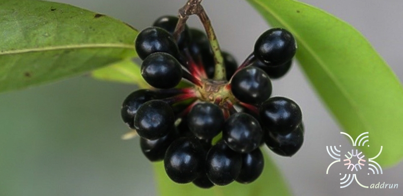 กลึงกล่อม Polyalthia suberosa (Roxb.) Thwaites