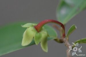 กลึงกล่อม Polyalthia suberosa (Roxb.) Thwaites
