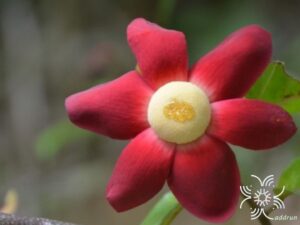 กล้วยพังพอน Uvaria grandiflora Roxb. ex Hornem.