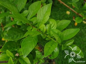 กระเบียน Ceriscoides turgida (Roxb.) Tirveng.