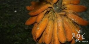 กล้วยพังพอน Uvaria grandiflora Roxb. ex Hornem.