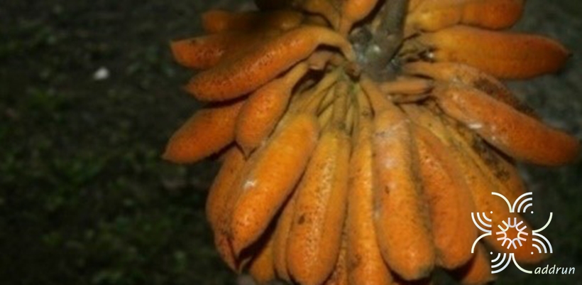 กล้วยพังพอน Uvaria grandiflora Roxb. ex Hornem.