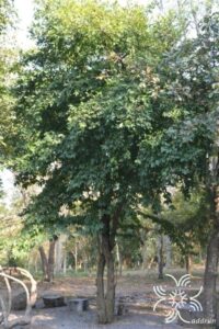 กลึงกล่อม Polyalthia suberosa (Roxb.) Thwaites