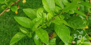 กระเบียน Ceriscoides turgida (Roxb.) Tirveng.