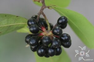กลึงกล่อม Polyalthia suberosa (Roxb.) Thwaites