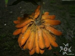กล้วยพังพอน Uvaria grandiflora Roxb. ex Hornem.