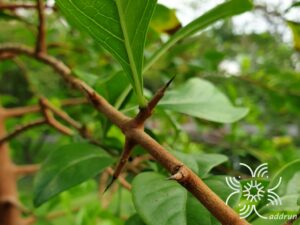 กระเบียน Ceriscoides turgida (Roxb.) Tirveng.