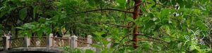 กระเบียน Ceriscoides turgida (Roxb.) Tirveng.