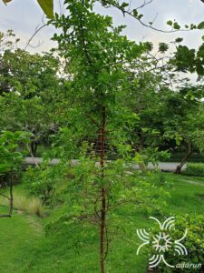 กระเบียน Ceriscoides turgida (Roxb.) Tirveng.