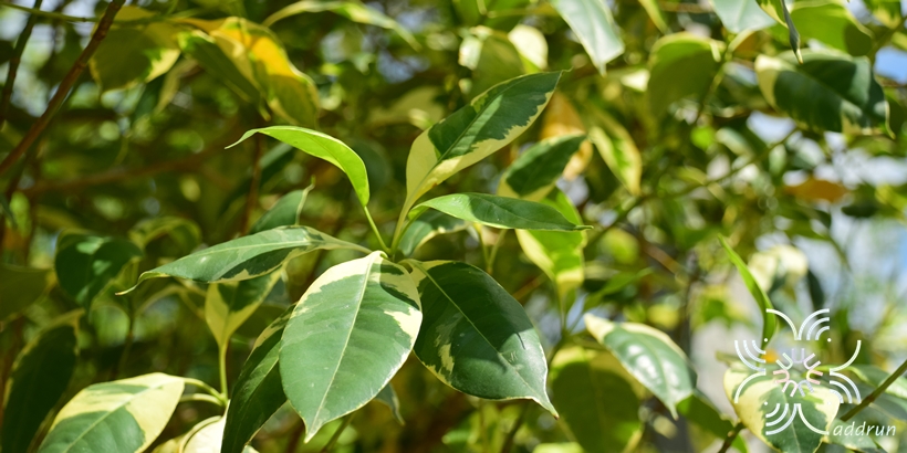 กันเกราด่าง Cyrtophyllum fragrans (Roxb.) DC.