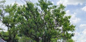 ชุมแสง Xanthophyllum lanceatum J.J.Sm.