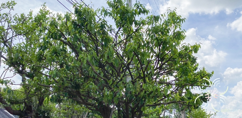ชุมแสง Xanthophyllum lanceatum J.J.Sm.