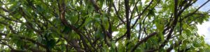 ชุมแสง Xanthophyllum lanceatum J.J.Sm.