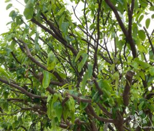 ชุมแสง Xanthophyllum lanceatum J.J.Sm.
