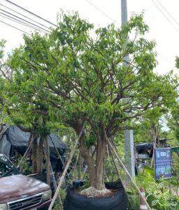 ชุมแสง Xanthophyllum lanceatum J.J.Sm.