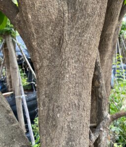 ชุมแสง Xanthophyllum lanceatum J.J.Sm.