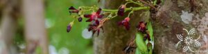ตะลิงปลิง Averrhoa bilimbi L.