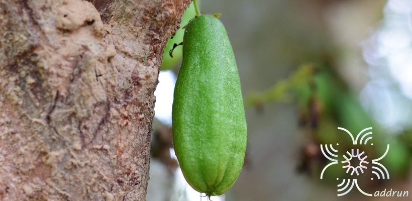 ตะลิงปลิง Averrhoa bilimbi L.