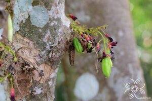 ตะลิงปลิง Averrhoa bilimbi L.