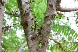 ตะลิงปลิง Averrhoa bilimbi L.