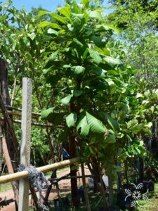 จิกนมยาน Barringtonia macrocarpa Hassk