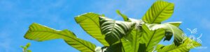 จิกนมยาน Barringtonia macrocarpa Hassk