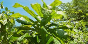 จิกนมยาน Barringtonia macrocarpa Hassk