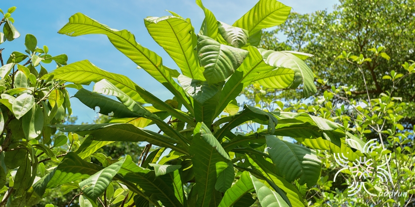 จิกนมยาน Barringtonia macrocarpa Hassk
