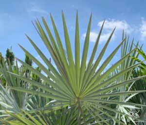 ตาลฟ้า Bismarckia nobilis Hildebr. & H. Wendl.