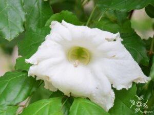 แคนา Dolichandrone serrulata (Wall. ex DC.) Seem.